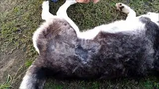 My Husky is SHEDDING!