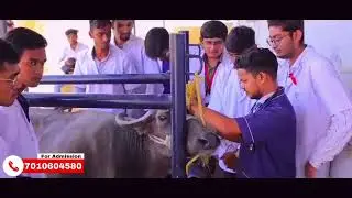 Explore MB Veterinary College &ndash; Best Veterinary College in India for Animal Healthcare