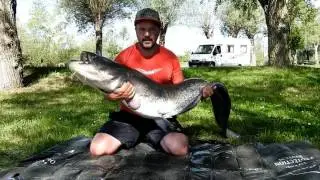 techniques et approche de la p&ecirc;che du silure au coup