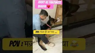 Cute bond &hearts;️ |#funny #comedy #memes #jerry #germanshepherd #shortsfeed #viral #pawverse
