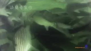 香港烏頭 gopro under the sea 食餌