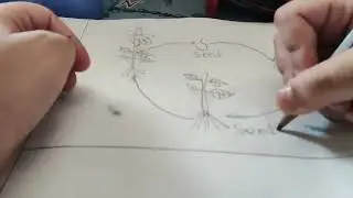 How to draw life cycle of plant and fish