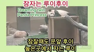 #푸바오  #save Fubao #Dreaming twin Panda Princess #귀요미 판다공주 #행복이 푸채널