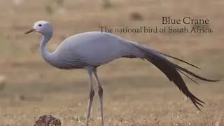 #nature #wonders #beautiful #birds #crane #facts about cranes