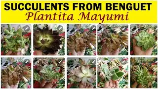 UNBOXING P500 WORTH OF ORDERED SUCCULENTS FROM LA TRINIDAD BENGUET | MAYUMI'S PLANTS