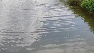 Production of quality fish seed