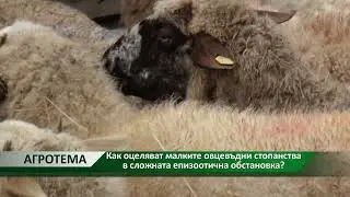 Агротема: Как оцеляват малките овцевъдни стопанства в сложната епизоотична обстановка?