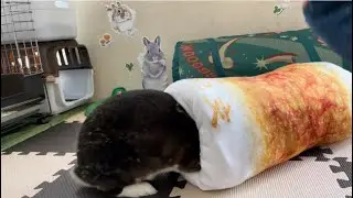 ふわふわモチモチちくわクッションの中にどうしても入りたいうさぎがこうなりました＃333
