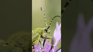 #EscarabajoVerde | El escarabajo joya: brillo y vida sobre p&eacute;talos | Tropinota squalida | #insectos