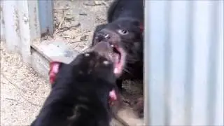 Fighting Tasmanian Devils
