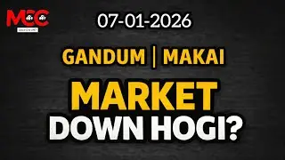 GANDUM | MAKAI Down Hogi ? 🤔 #Cotton #Grain 