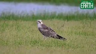 Pallid Harrier in Tamil Nadu | Rare Winter Migrant | Scientific Wildlife Sighting