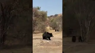 we see a bear in Kanker 🐻