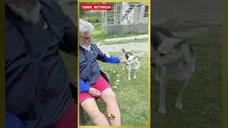 Actor Ajith kumar Cute Dog Love Video 😍 | AK 61 #ajithkumar #ak61