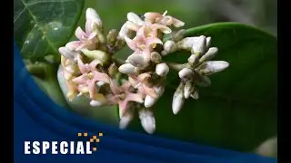 ESPECIALISTAS DE LA UNAM DESCUBREN NUEVA ESPECIE DE PLANTA EN MÉXICO