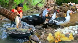 Women Catch Duck egg at river - Cooking  Duck egg and Goose for dog Eating delicious 4k