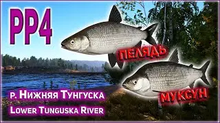 РР4 ТУНГУСКА &bull; МУКСУН &bull; ПЕЛЯДЬ / RF4 TUNGUSKA RIVER &bull; PELED &bull; MUKSUN &bull;