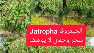 شجيرة الجيتروفا  Jatropha interregimaاين الدوائر البلدية من هذه الشجرة الجميلة