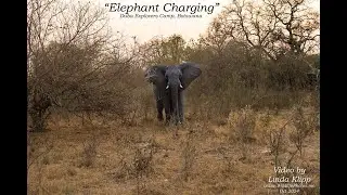 Elephant Charging our Vehicle in Botswana