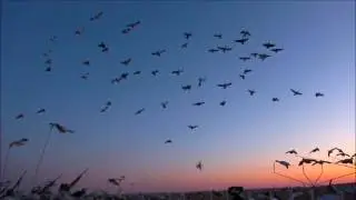 Saskatchewan Goose Hunting Guide with UWC Adventures