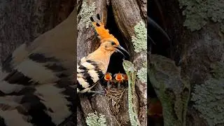 Snake Attacks Baby Bird &ndash; Mother Hoopoe&rsquo;s Heroic Rescue