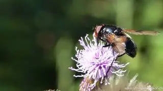 Gemeine Waldschwebfliege (Volucella pellucens)