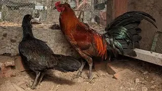 Genetics don't matter when raising Gamefowl.