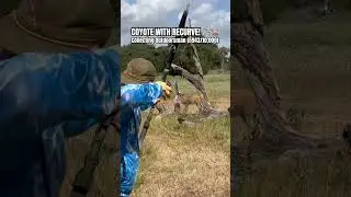 COYOTE SHOT with RECURVE 👀😳#archery #thatrecurvearcher #traditionalarchery #3Darchery #hunting