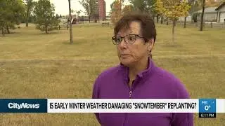 Will cold weather hamper 
