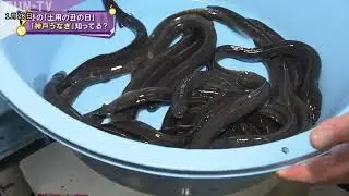 28日は冬の「土用の丑の日」　「神戸うなぎ」知ってる？