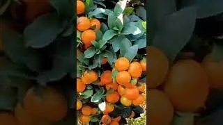 Enjoy Beautiful Nature With Rural Life # 106_World Famous Pakistani oranges production