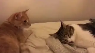 Two Cats Play Fight on Bed - 987991