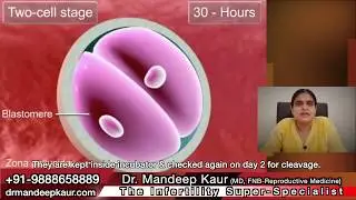 Embryo Culture | Blastocyst | Best IVF Center in Jalandhar Test Tube Baby Hospital Best Specialist