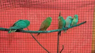 Kingdom of Birds is live