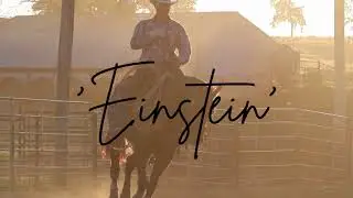 EINSTEIN 2021 AQHA GELDING