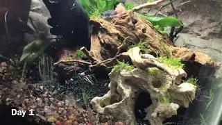 Adding Fish To My First Aquascaped Aquarium