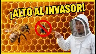 C&oacute;mo salvar tus abejas del escarabajo invasor