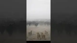 WILD Buffalo Take DOWN Lions! #lion #americannature #petloversusa