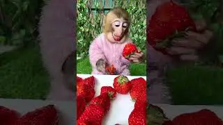 pink cloth monkey eating fresh strawberry 🍓🐒 | golden snub nosed monkey #monkey #animals #pet