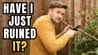 Most People Actually Prune Roses Wrong