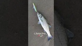 LEVREK Yakala-bırak avı Fujin Venom yeni renk #levrek #yakalabırak #fujinfishing #spin #fishing