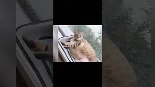 #TinyAnimalShorts #CutePetFails #AnimalJoy