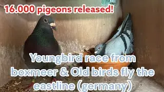 16,000 Pigeons Released! Youngbird Race from Boxmeer & Old Birds Fly the Eastline 🇩🇪🔥