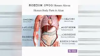 Honam Akwaa (Akan Twi) = Human body parts (English)