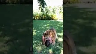 Tiger attack ! || Tiger Attacking on Humans ! || Animal vs Humans Compilation ! || #shorts, #tiger