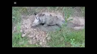 #OBUKA NA SVINJU POSAVKA# PROBLEMI OKO POKRETANJA ALI SE REZULTAT UZ NAPORAN RAD VIDI!👌💪