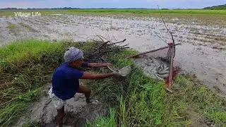 Amazing & Best Fishing Skills in Village Rice Field || Unbelievable Fishing Video