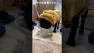 新年初のパグのモモコ！2026年1月6日