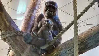 Excited Gorilla Mosi Playing Tag with Silverback