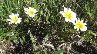 Stock Footage - Creative Commons - South Australia - with music